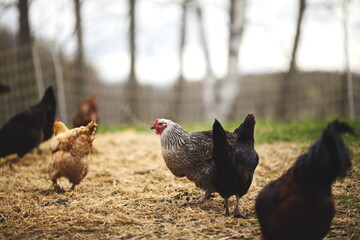 Chickens on a small farm in the country. Small scale poultry farming in Ontario, Canada.