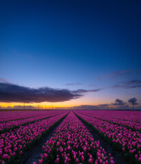 A field of tulips during sunset. Rows on the field. Landscape with flowers during sunset. Photo for wallpaper and background. Flevoland, Netherlands.
