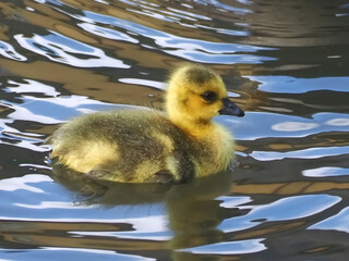 Cute newborn chick of a Canada goose swimming in a lake