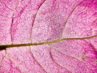 leaf macro