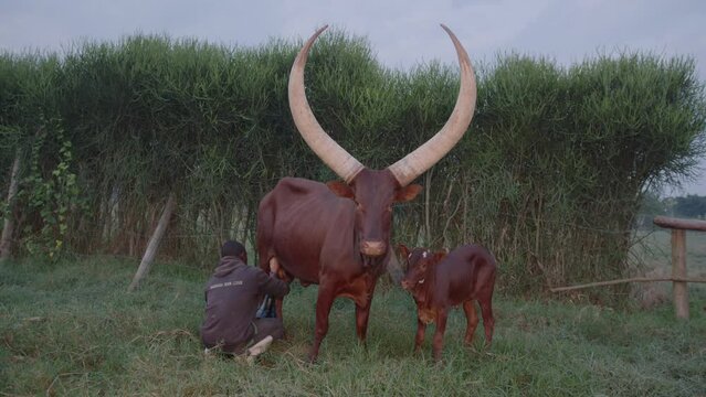 General shot of a young black man milking an ankole watusi cow with big horns in Uganda. High quality 4k footage.