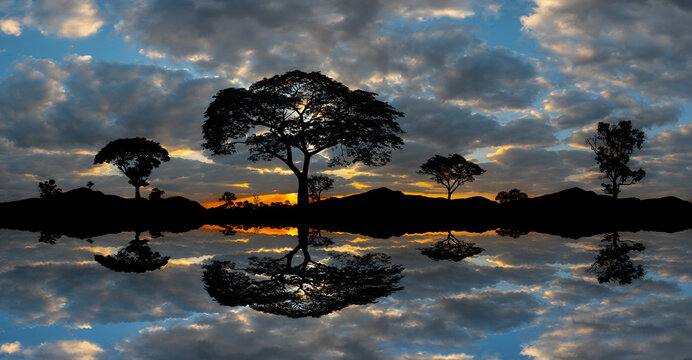Panorama silhouette tree in africa with sunset.Tree silhouetted against a setting sun reflection on water.Typical african sunset with acacia trees mountain  in Masai Mara, Kenya.