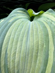 Blue hosta leaf