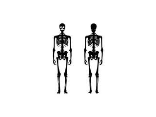 Set of Skeleton silhouette Human bones hands, legs, chests, heads, Thighs front back side view. Set of black silhouettes of human bones on white background. Human bones skeleton silhouette vector. 
