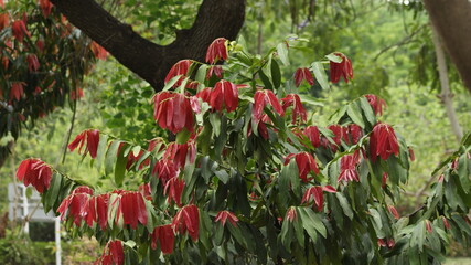 red and green leaves plant