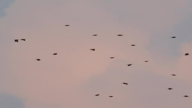 A flock of oropendola birds flying in open air. Wide shot