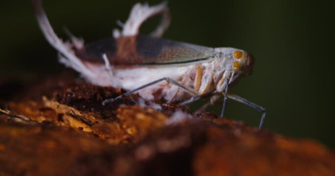 A wax tailed leafhopper seen in detail when it sits quietly on a plant. Close-up shot