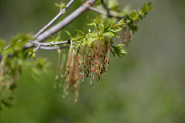 Male inflorescences of American maple shot close-up on a beautiful blurred green background