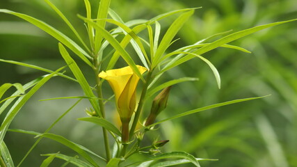 yellow flower with green leaf