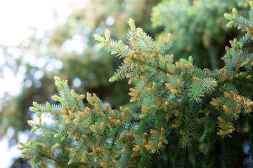 Blooming branches of blue spruce on blurred green background. Copy space. Selective focus.