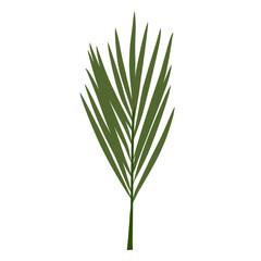 Palm branch Leaves Illustration 