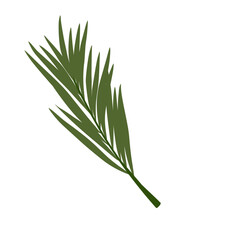 Palm branch Leaves Illustration 