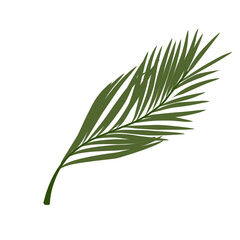 Palm branch Leaves Illustration 