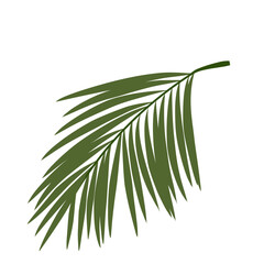 Palm branch Leaves Illustration 