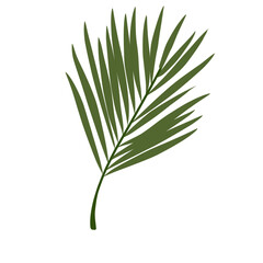 Palm branch Leaves Illustration 