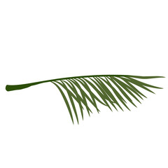 Palm branch Leaves Illustration 