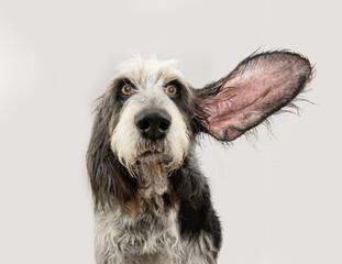 Portrait Blue Gascony Griffon dog with serious expression face listening with a ear up. Dog emotion.. Isolated on gray white background.