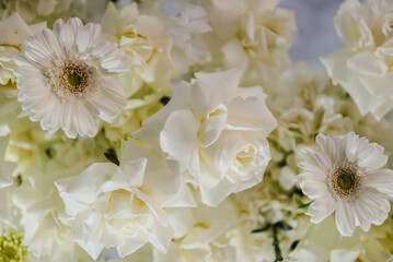 Background flowers. Delicate white gerbera and roses flowers. Composition with copy space. Soft blurred flowers with soft bokeh in pastel tone for background. Closeup decor. Banner. Top view.