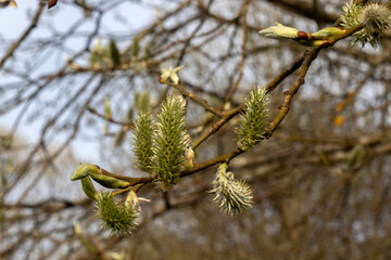 Blooming willow branches in early spring. Flowering willow close-up. Fluffy willow flowers bloom in spring. Verba or holly willow on a sunny day.