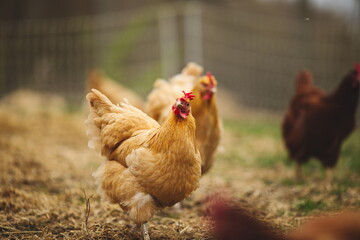 Chickens on a small farm in the country. Small scale poultry farming in Ontario, Canada.
