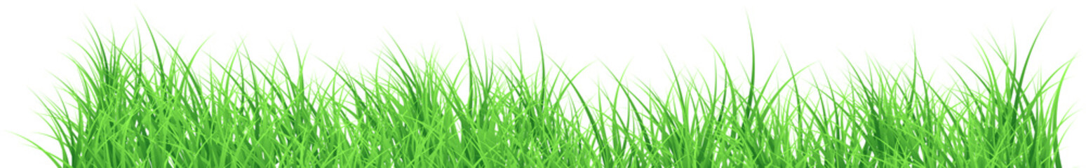 Fototapeta premium grass transparent background