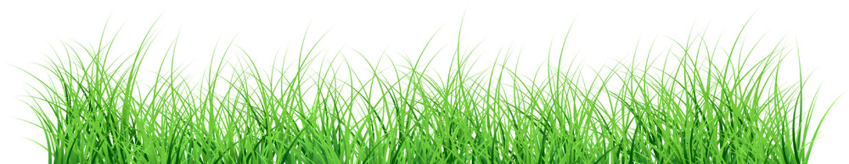 green grass isolated on white