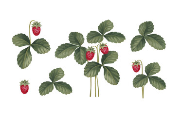 Hand painted illustrations of Strawberries. Seamless pattern design. Cottegecore print. Perfect for fabrics, wallpapers, apparel, home textile, packaging design, stationery and other goods - 598267428