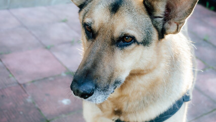 german shepherd dog