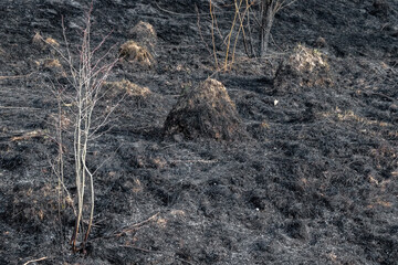 View of the aftermath of a fire in a meadow. Meadow after burning dry grass. View of the meadow after a fire burning dry grass. Dry grass burned down in the meadow and only ashes remained.