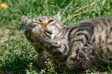 Funny tabby cat playing with captured dragonfly in green grass. Striped domestic gray cat having fun outdoors.
