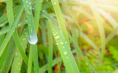 A lot of green grass with close-up water drops  in sunlight background