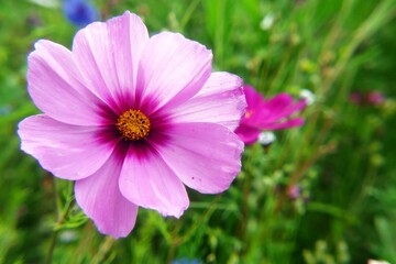 Obraz premium Rosa Blume