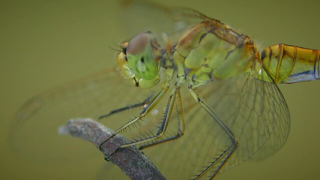Yellow dragonfly (Sympetrum vulgatum) sits on a branch and turns its head looking for prey, extreme close-up.