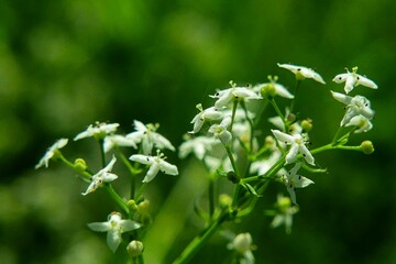 Wei&szlig;e Bl&uuml;mchen