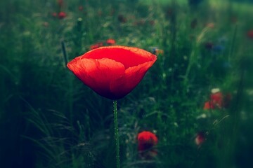 Mohn