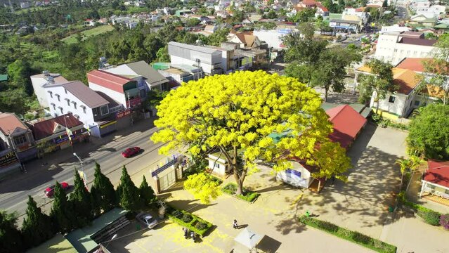 Yellow poinciana tree blooms brilliantly in front of school yard in Di Linh plateau, Vietnam, spring weather, Old tree honors beauty of school