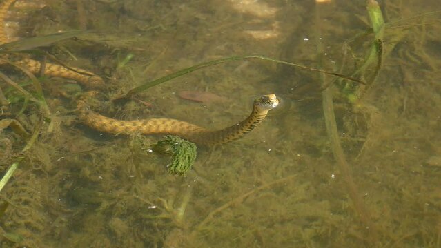 Dice Snake (Natrix tessellata) raised its head above the water surface and inspects the surroundings, through the clear water you can see its body and fish swimming nearby.