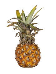 Fresh ripe pineapple with loaf standing upright. Isolated cutout on a transparent background.