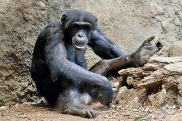 座って片足を上げるチンパンジー