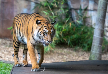 Obraz premium tiger in the zoo