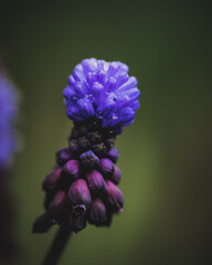 close up of a flower