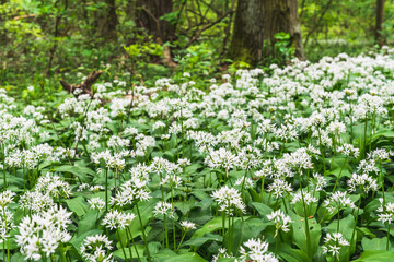 Blooming wild garlic in the forest in spring