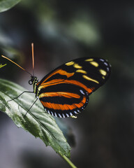 butterfly on a leaf