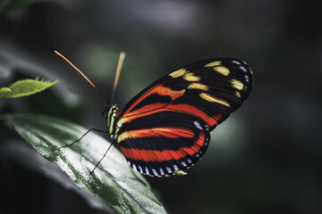 Obraz premium butterfly on leaf