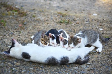 離島・猫島・公園の野良猫