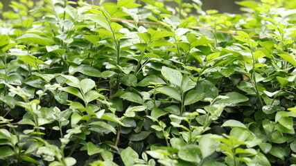 green leaves background and wallpaper