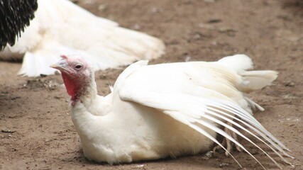 Turkish hen the park zoo