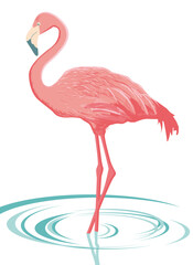Vector flamingo (isolated)