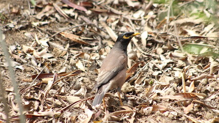 myna bird on a golden leaves 