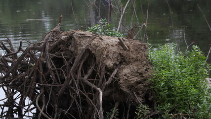 tree stump in the water